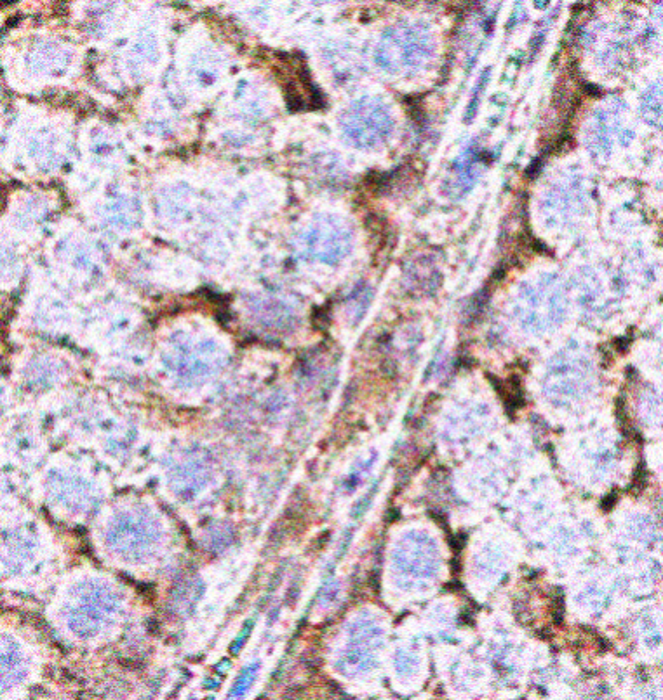 IR3-8 抗 GAPDH 抗體 IHC 圖像