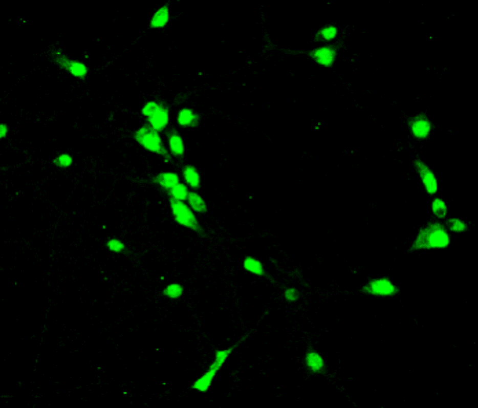IR6-17 anti-PAX6 antibody ICC/IF image IR6-17 anti-PAX6 antibody ICC/IF image