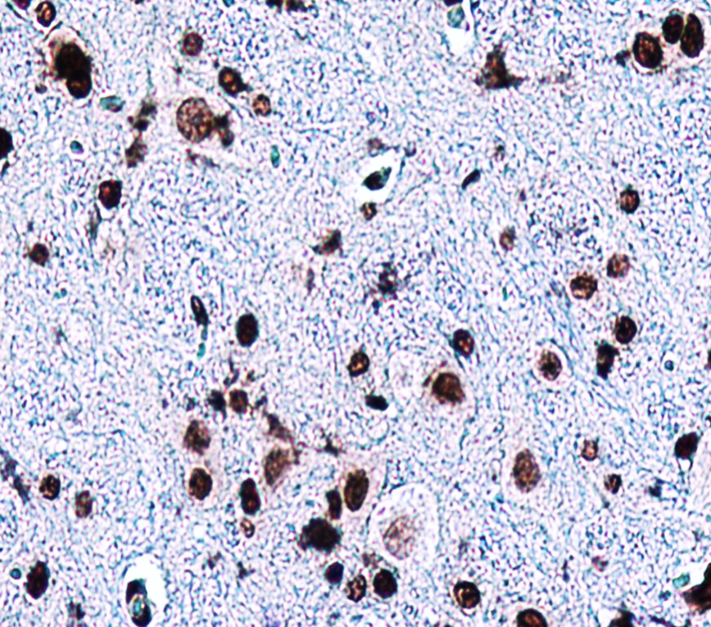 IR6-17 anti-PAX6 antibody IHC image IR6-17 anti-PAX6 antibody IHC image