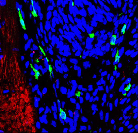 Customer feedback Image IR13-36 anti-Iba1/AIF1 antibody IHC-Fr image