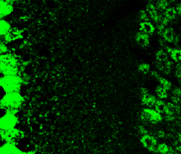 Customer feedback Image IR14-38 anti-BDNF antibody IHC image Customer feedback Image IR14-38 anti-BDNF antibody IHC image