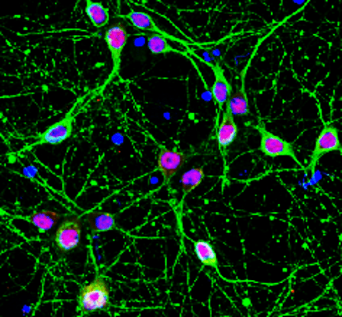 IR20-56 anti-NeuN antibody IF image IR20-56 anti-NeuN antibody IF image