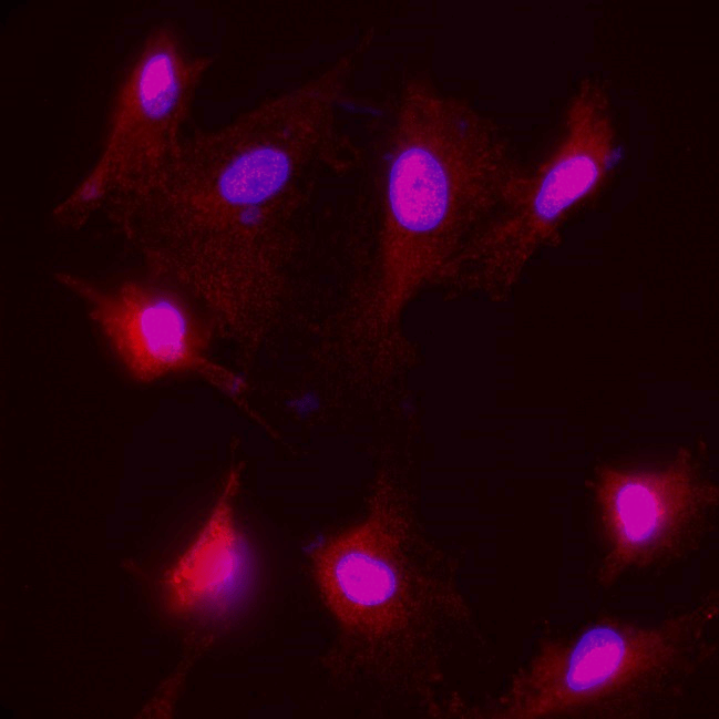 IR21-57 anti-NF-H antibody ICC/IF image IR21-57 anti-NF-H antibody ICC/IF image