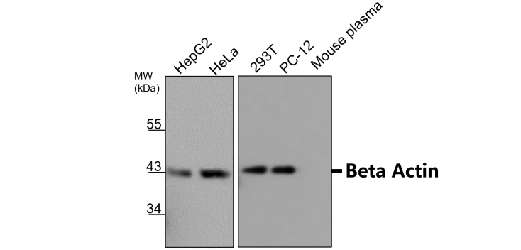 iRealBio