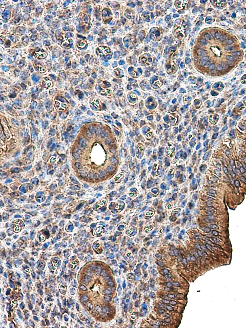 IR60-205 anti-Paxillin antibody WB image