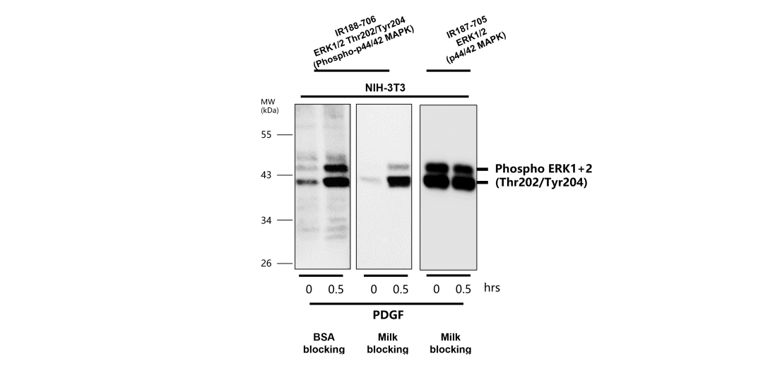 iRealBio