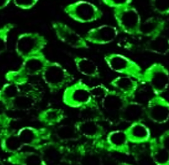 IR92-388 anti-NLRP3 antibody ICC/IF image IR92-388 anti-NLRP3 antibody ICC/IF image