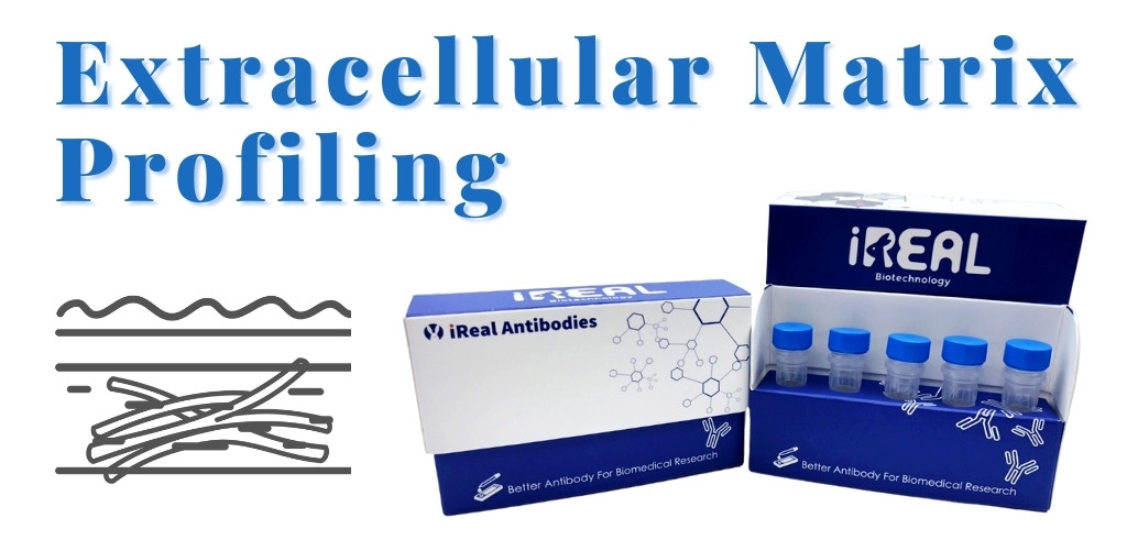 Profiling Matrix Extracellular Matrix Profiling Antibody Panel (IRAP5004) | iReal ...