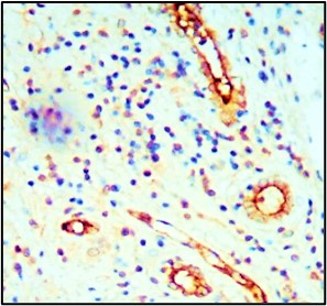 CD34 antibody CD34 antibody