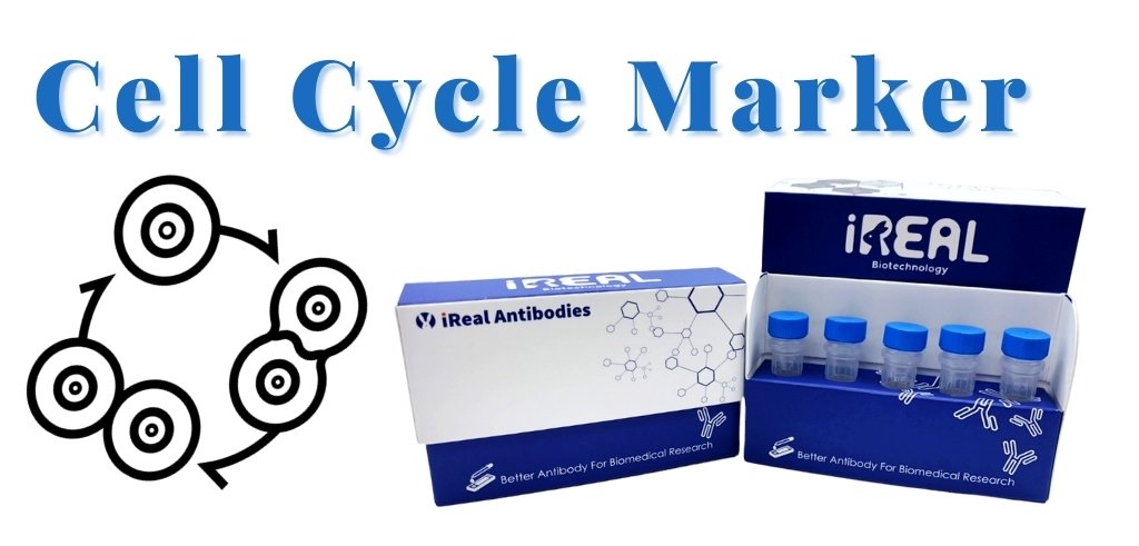 Cell Cycle Marker Antibody Panel IRAP5008 Biology Diagrams