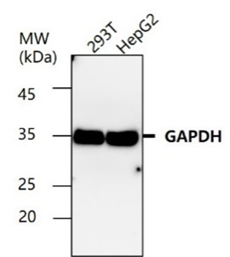 Anti-Rabbit IgG (H+L) (GOAT) Antibody Peroxidase Conjugated Anti-Rabbit IgG (H+L) (GOAT) Antibody Peroxidase Conjugated