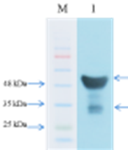 Anti-Mouse IgG (H+L) (GOAT) Antibody Peroxidase Conjugated Anti-Mouse IgG (H+L) (GOAT) Antibody Peroxidase Conjugated
