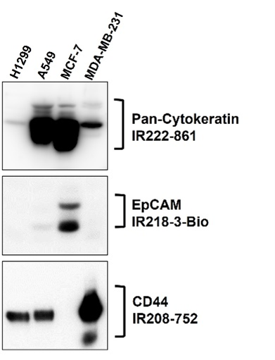 IR218-3-Bio anti-EpCAM Biotinylated antibody WB image