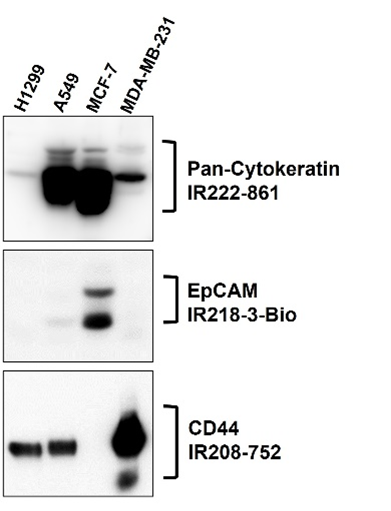 IR218-3-Bio anti-EpCAM Biotinylated antibody WB image IR218-3-Bio anti-EpCAM Biotinylated antibody WB image