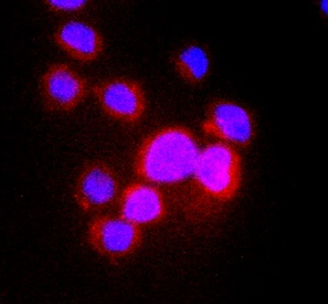 IR252-897 anti-CD3 antibody ICC/IF image