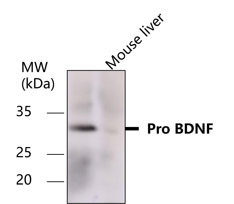 IR14-38 anti-BDNF antibody WB image IR14-38 anti-BDNF antibody WB image