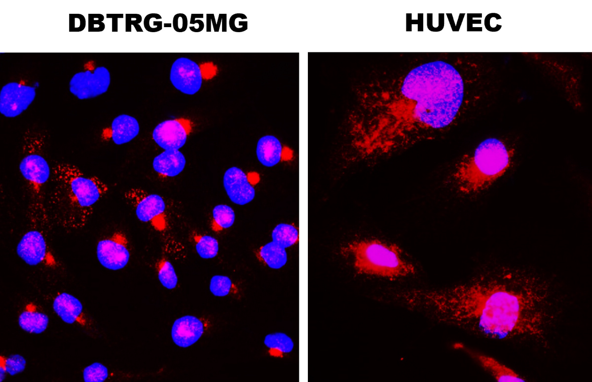 IR14-38 anti-BDNF antibody ICC/IF image IR14-38 anti-BDNF antibody ICC/IF image