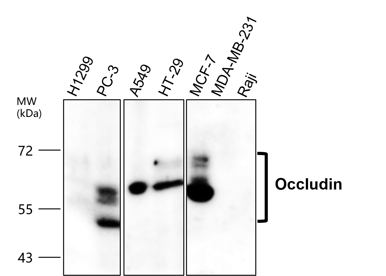 IR57-193 anti-Occludin antibody WB image IR57-193 anti-Occludin antibody WB image