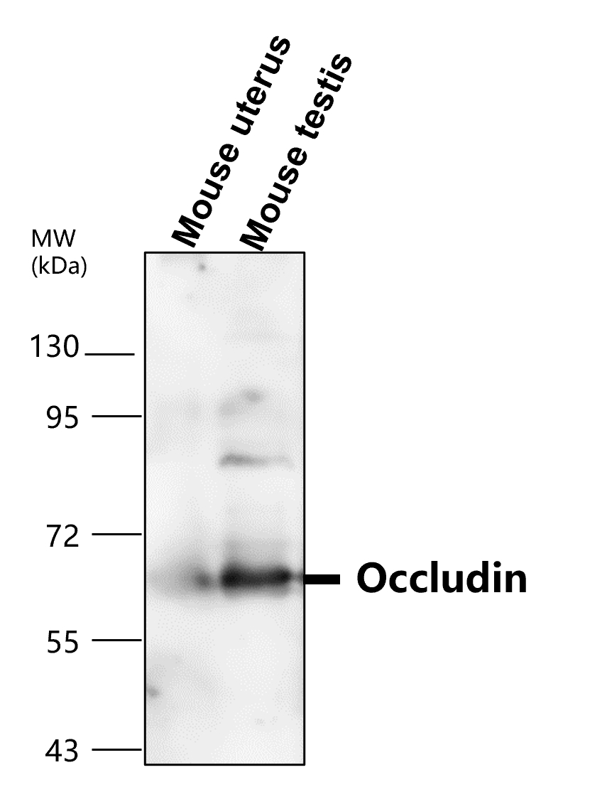 IR57-193 anti-Occludin antibody WB image IR57-193 anti-Occludin antibody WB image