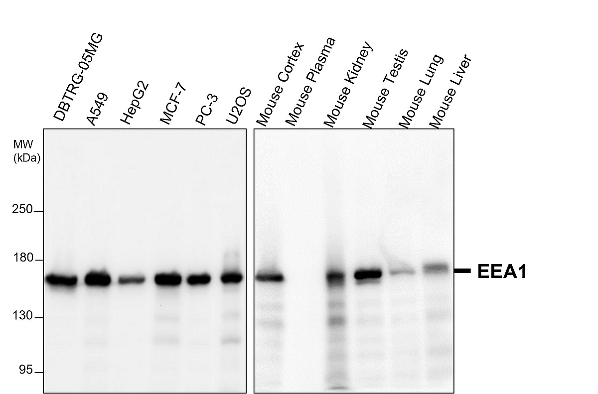 IR8-3 anti-EEA1 antibody WB image