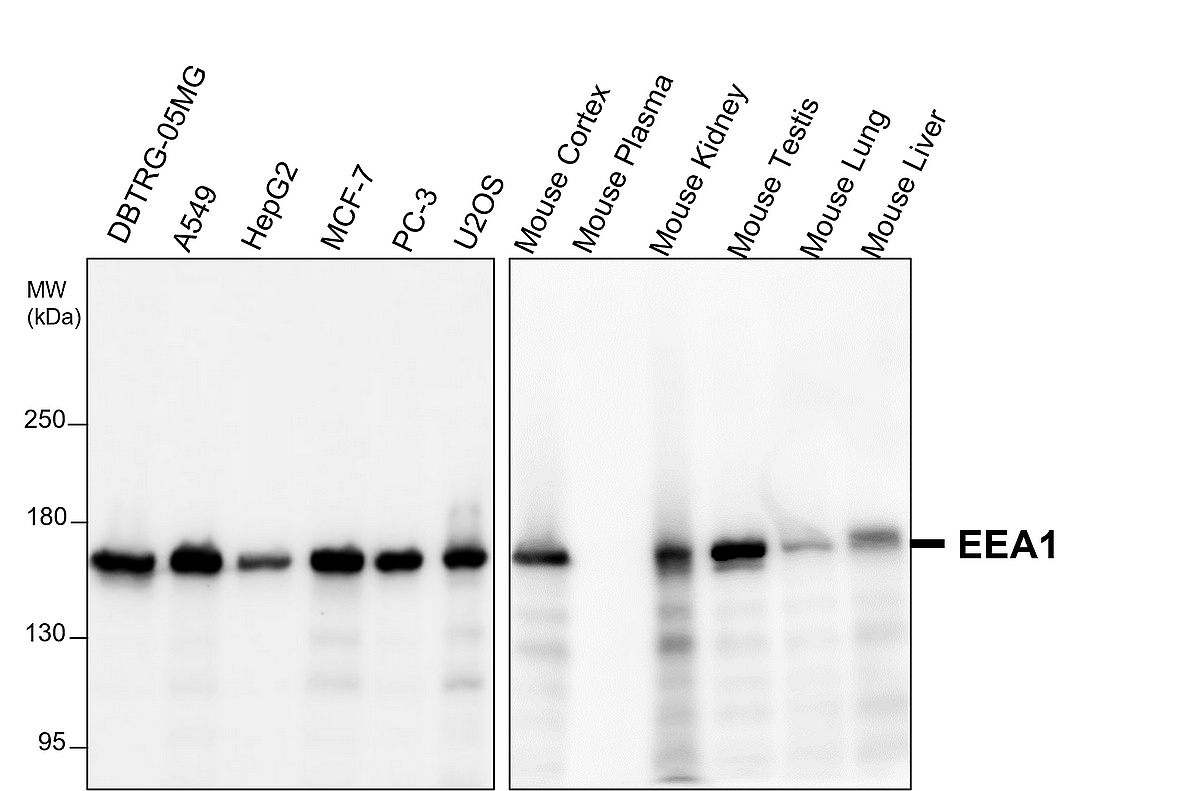 IR8-3 anti-EEA1 antibody WB image IR8-3 anti-EEA1 antibody WB image