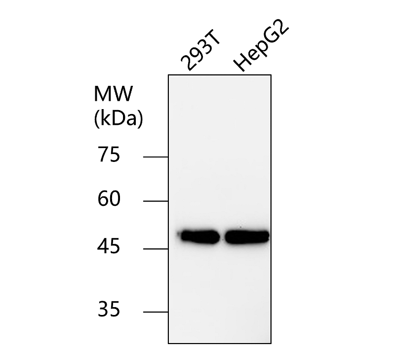 IR1-2 anti-beta Tubulin antibody WB image IR1-2 anti-beta Tubulin antibody WB image