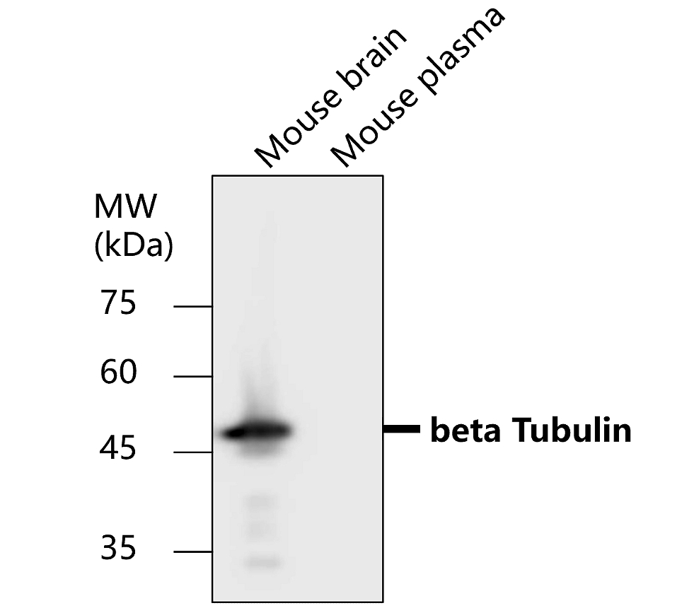 IR1-2 anti-beta Tubulin antibody WB image