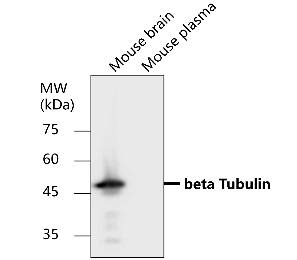 IR1-2 anti-beta Tubulin antibody WB image IR1-2 anti-beta Tubulin antibody WB image