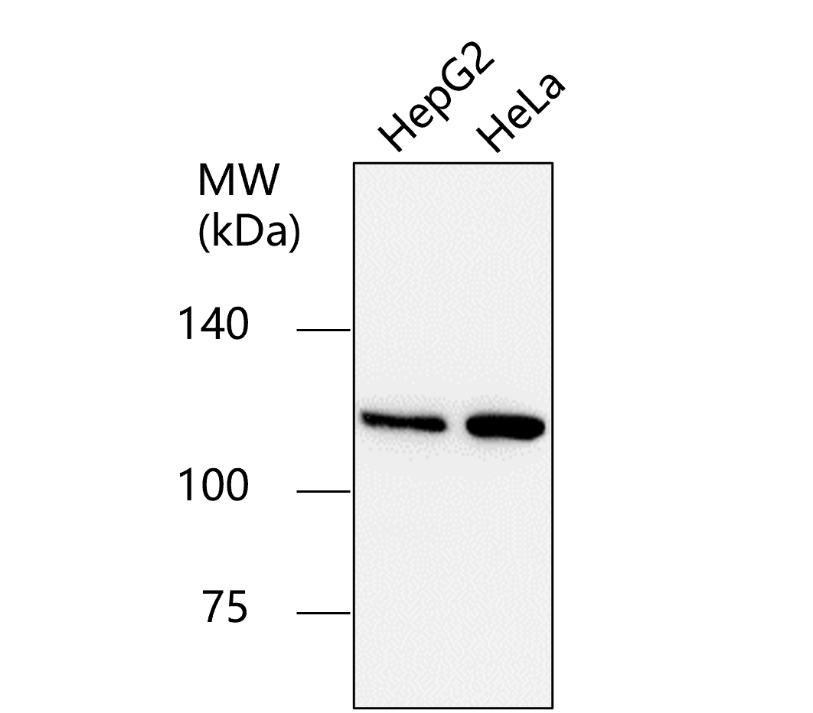IR1-2-2 anti-Vinculin antibody WB image IR1-2-2 anti-Vinculin antibody WB image