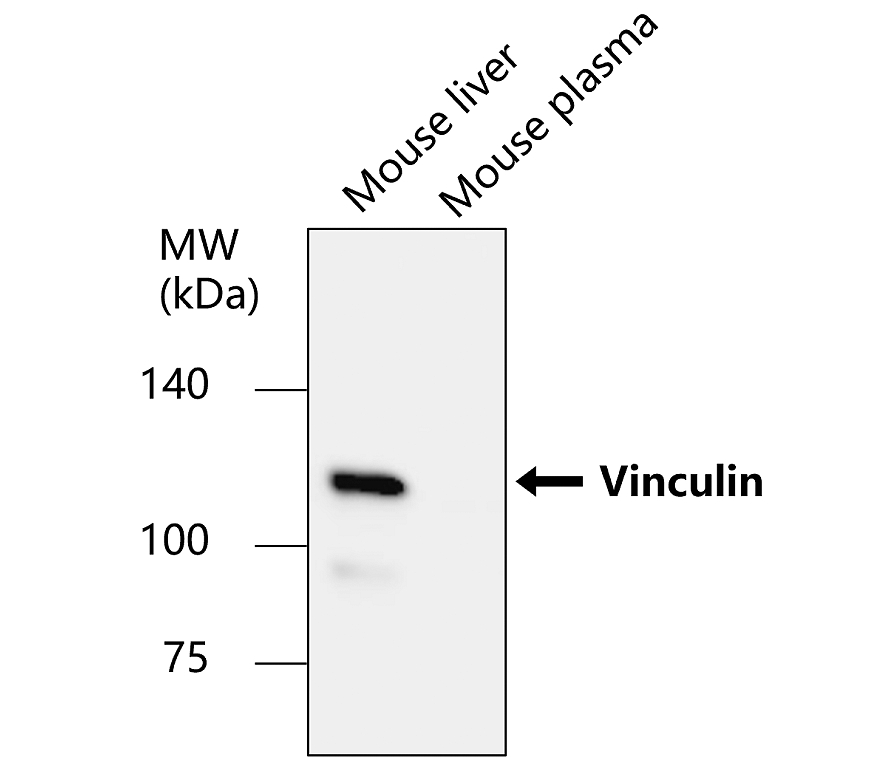 IR1-2-2 anti-Vinculin antibody WB image IR1-2-2 anti-Vinculin antibody WB image