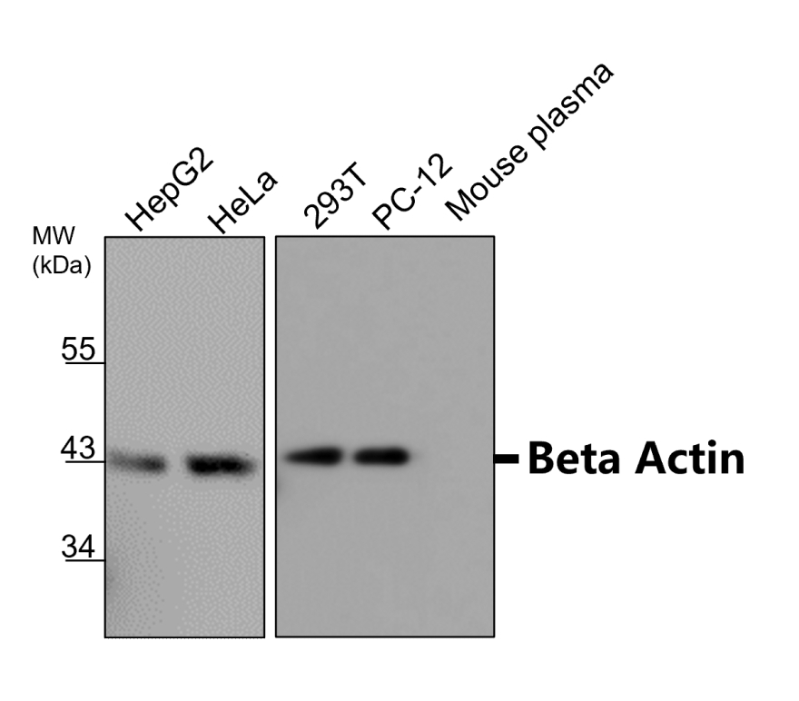 IR2-7 anti-Beta Actin antibody WB image IR2-7 anti-Beta Actin antibody WB image