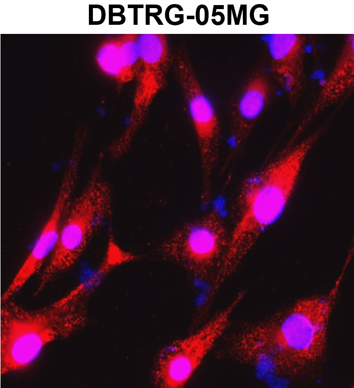 IR2-7 anti-Beta Actin antibody_DBTRG-05MG ICC/IF image