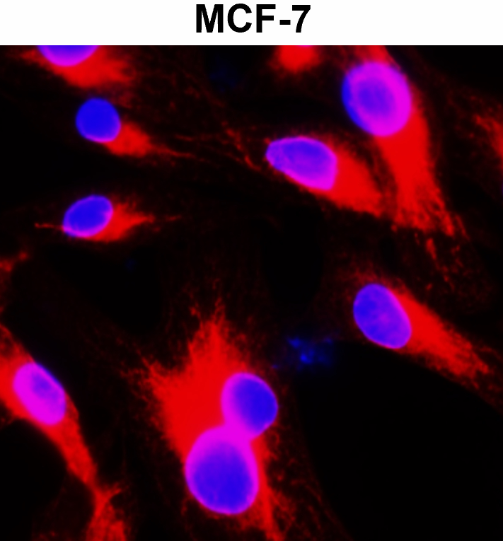 IR2-7 anti-Beta Actin antibody_MCF-7 ICC/IF image