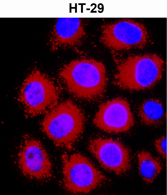 IR2-7 anti-Beta Actin antibody_HT-29 ICC/IF image
