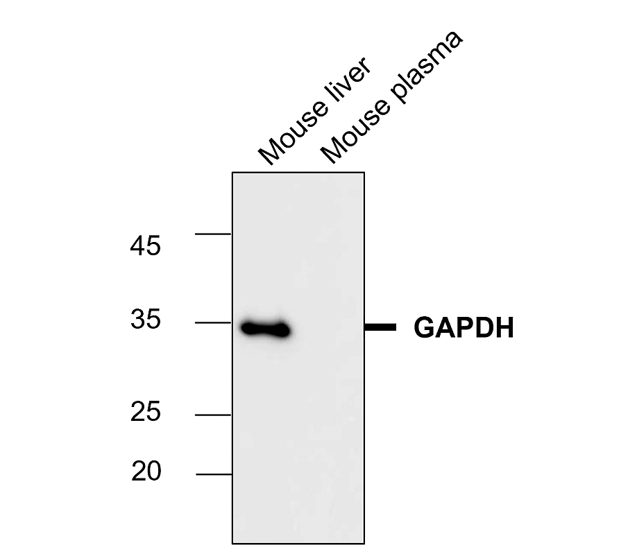 IR3-8 anti-GAPDH antibody WB image