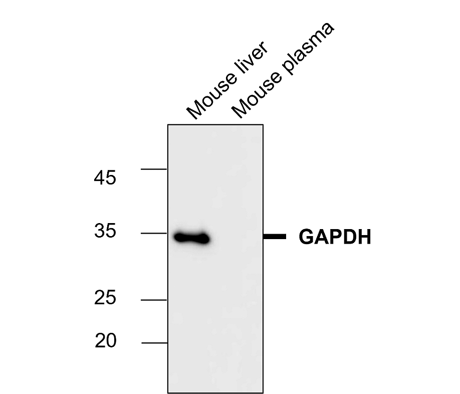 IR3-8 anti-GAPDH antibody WB image IR3-8 anti-GAPDH antibody WB image