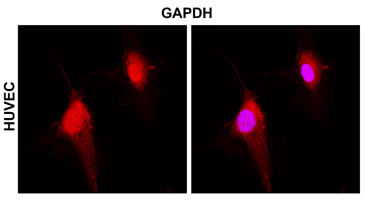 IR3-8 anti-GAPDH antibody_HUVEC ICC/IF image