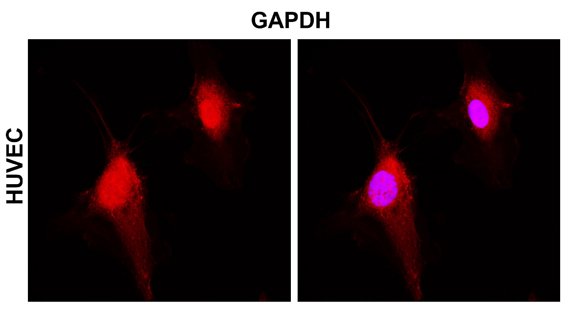 IR3-8 anti-GAPDH antibody_HUVEC ICC/IF image IR3-8 anti-GAPDH antibody_HUVEC ICC/IF image