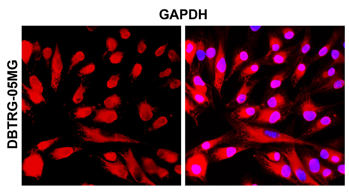IR3-8抗GAPDH抗體_DBTRG-05MG ICC/IF圖像