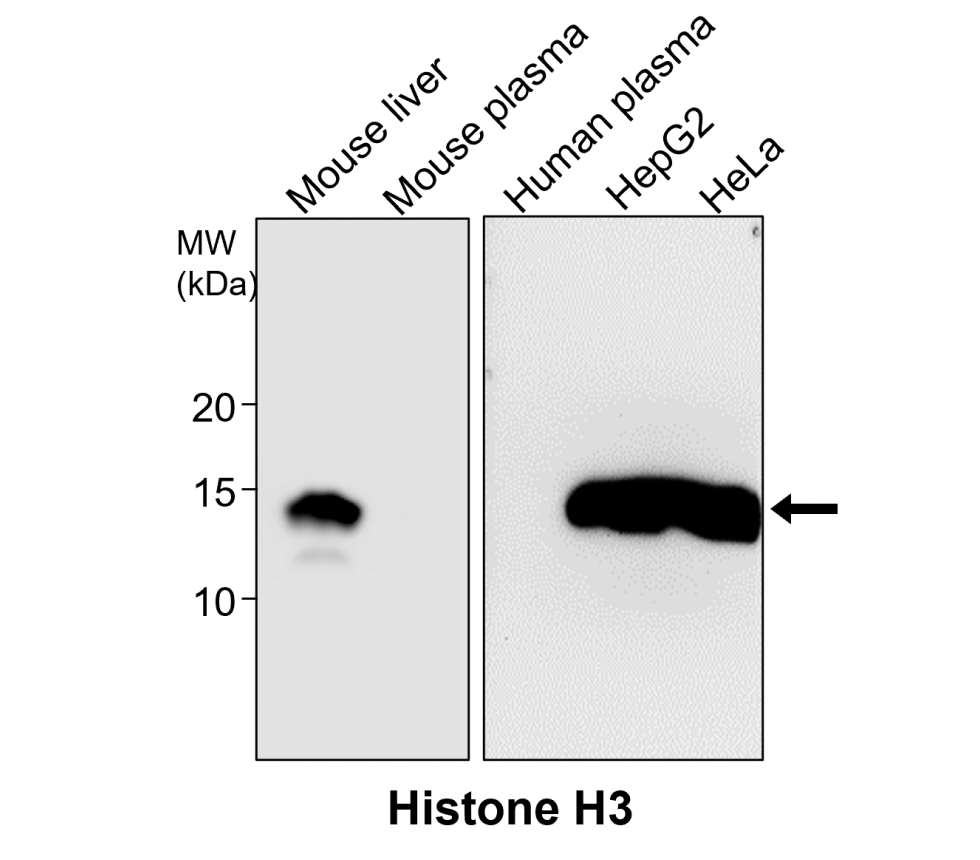 IR4-10 anti-Histone H3 antibody WB image IR4-10 anti-Histone H3 antibody WB image