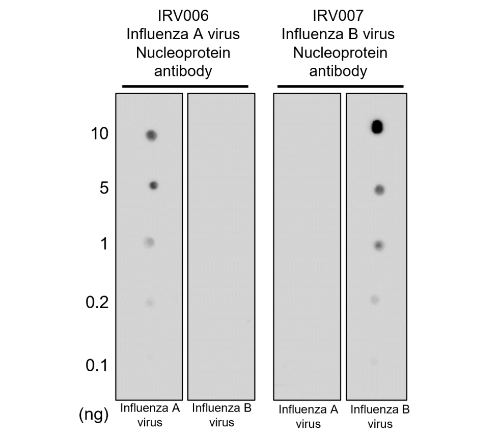 IRV006 anti Influenza A Virus Nucleoprotein antibody WB image IRV006 anti Influenza A Virus Nucleoprotein antibody WB image