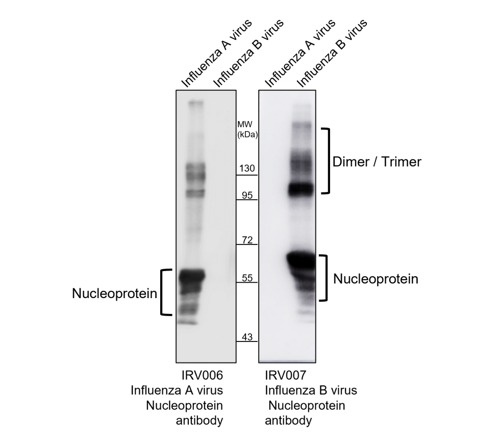 IRV006 anti Influenza A Virus Nucleoprotein antibody WB image IRV006 anti Influenza A Virus Nucleoprotein antibody WB image