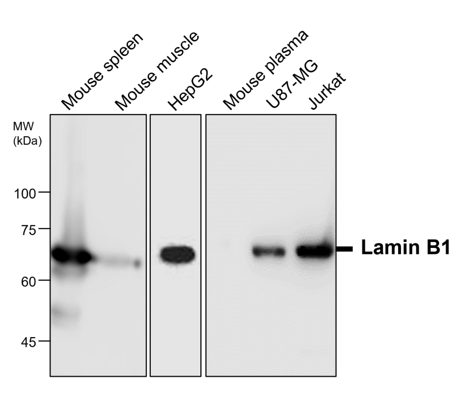 IR5-11 anti-Lamin B1 antibody WB image IR5-11 anti-Lamin B1 antibody WB image