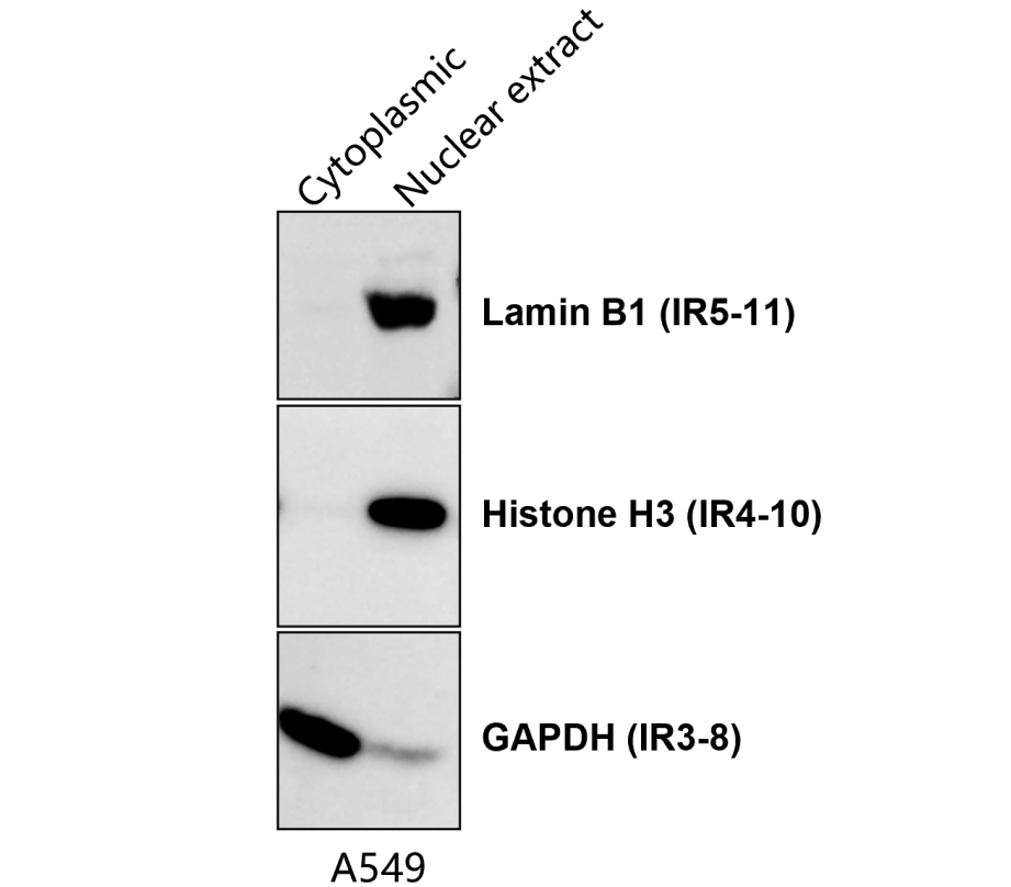 IR5-11 anti-Lamin B1 antibody WB image IR5-11 anti-Lamin B1 antibody WB image