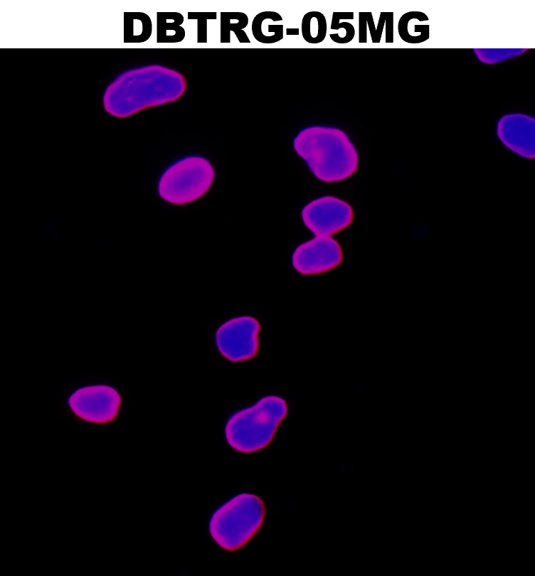 IR5-11 anti-Lamin B1 antibody ICC/IF image