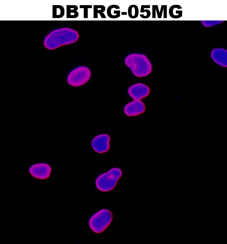 IR5-11 anti-Lamin B1 antibody ICC/IF image IR5-11 anti-Lamin B1 antibody ICC/IF image