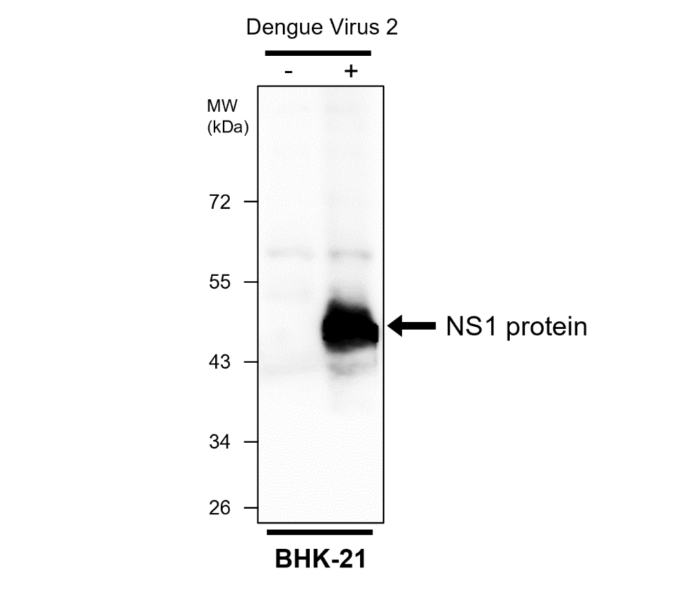 IRV005 anti Dengue virus NS1 protein antibody WB image IRV005 anti Dengue virus NS1 protein antibody WB image
