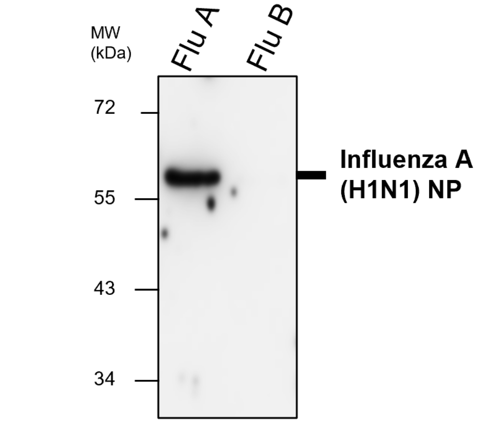 IRV001 anti Influenza A Virus Nucleoprotein antibody WB image IRV001 anti Influenza A Virus Nucleoprotein antibody WB image