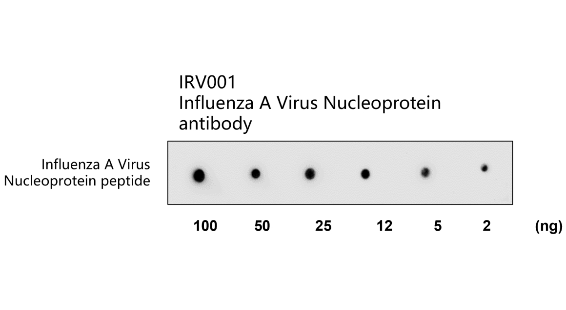 IRV001 anti Influenza A Virus Nucleoprotein antibody WB image IRV001 anti Influenza A Virus Nucleoprotein antibody WB image