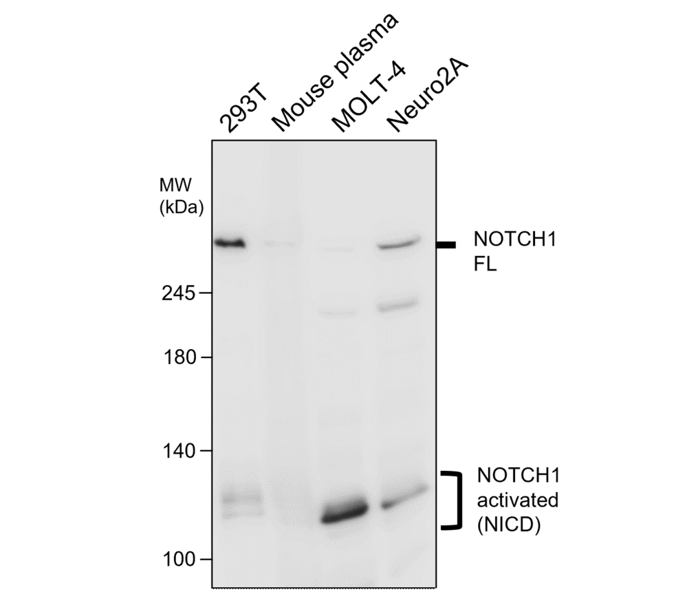 IR7-21 anti-NOTCH1 antibody WB image IR7-21 anti-NOTCH1 antibody WB image